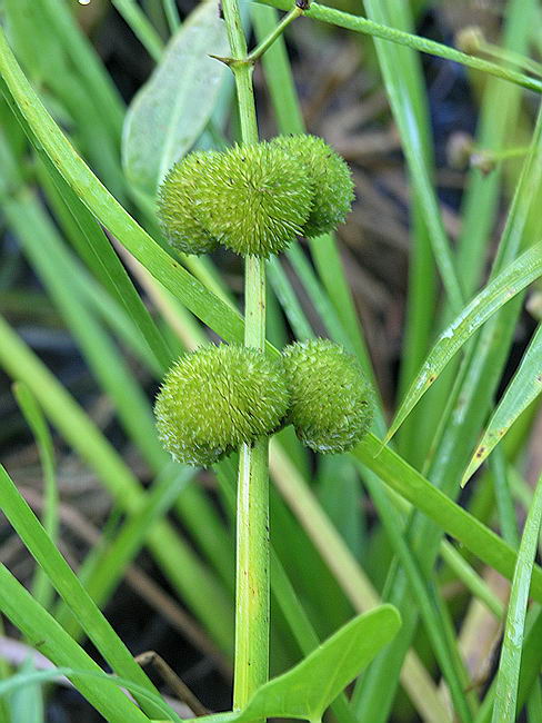 Изображение особи Sagittaria sagittifolia.