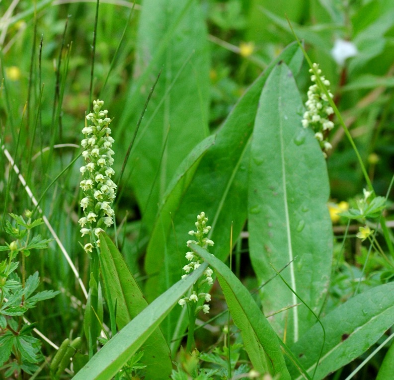 Изображение особи Pseudorchis albida.