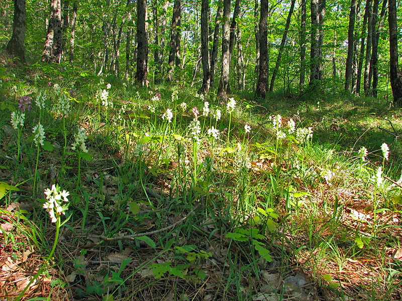 Изображение особи Dactylorhiza romana.