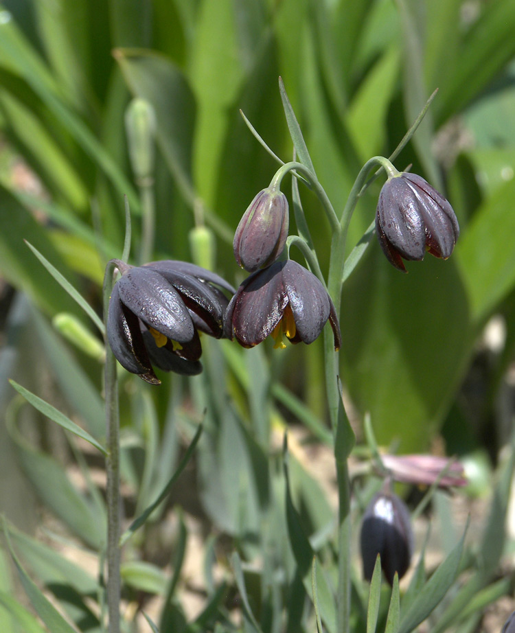 Изображение особи Fritillaria obliqua ssp. tuntasia.