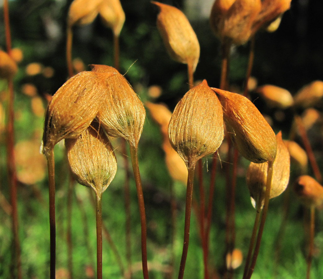 Изображение особи Polytrichum commune.