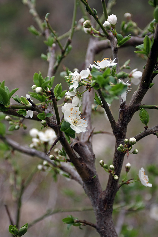 Image of Malus sieversii specimen.