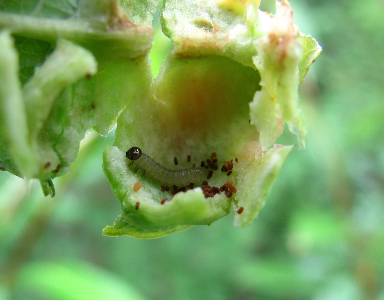 Image of Salix phylicifolia specimen.