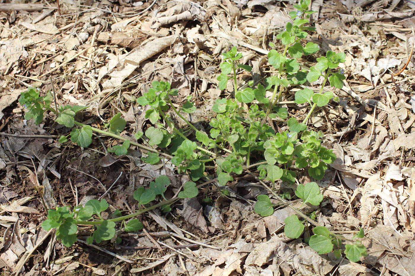 Image of Veronica hederifolia specimen.