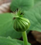 Doronicum orientale