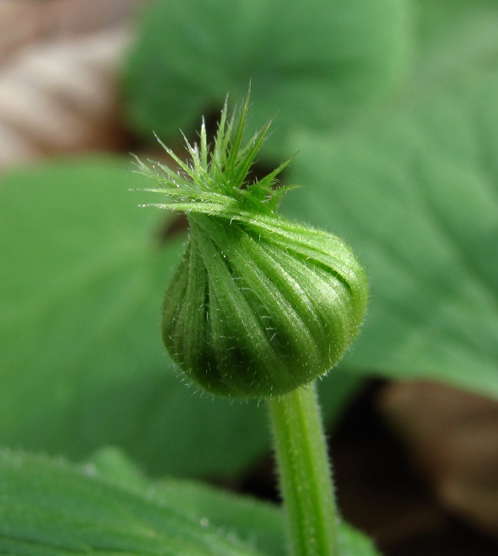 Image of Doronicum orientale specimen.