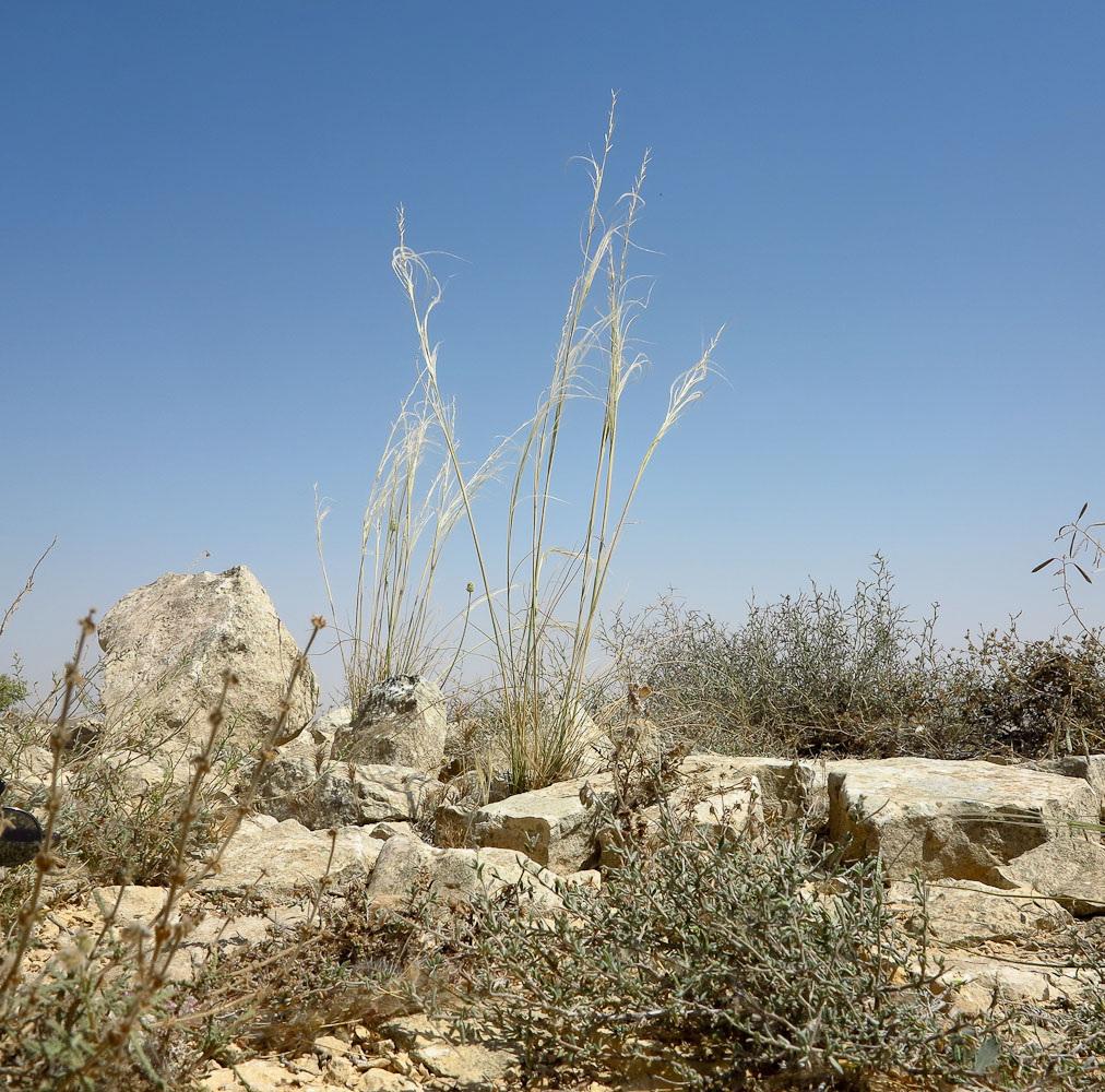 Изображение особи Stipa arabica.