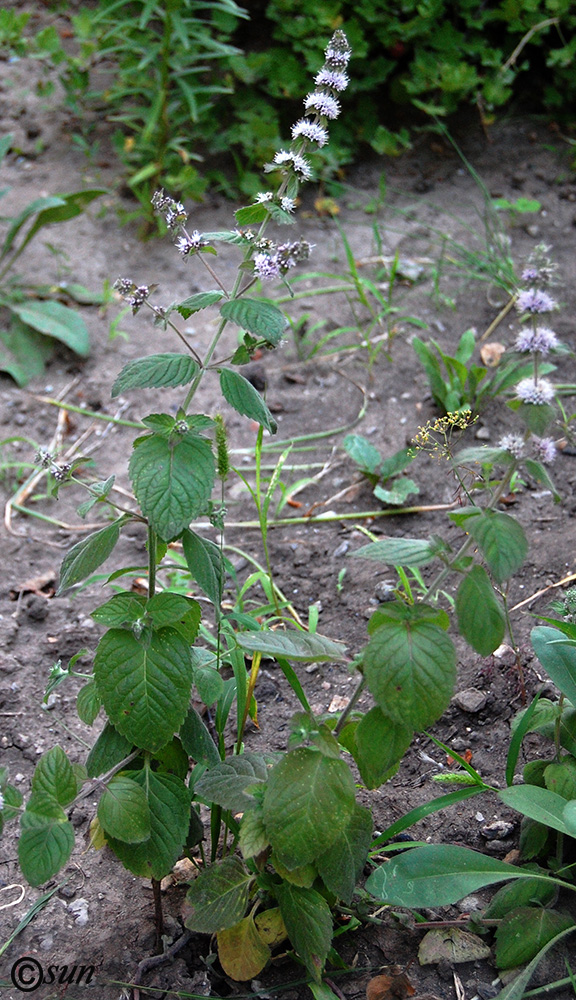 Image of Mentha × dumetorum specimen.