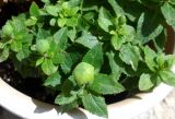 Platycodon grandiflorus. Бутоны и листья. Франция, Приморские Альпы, Гурдон, в культуре. 22.07.2014.