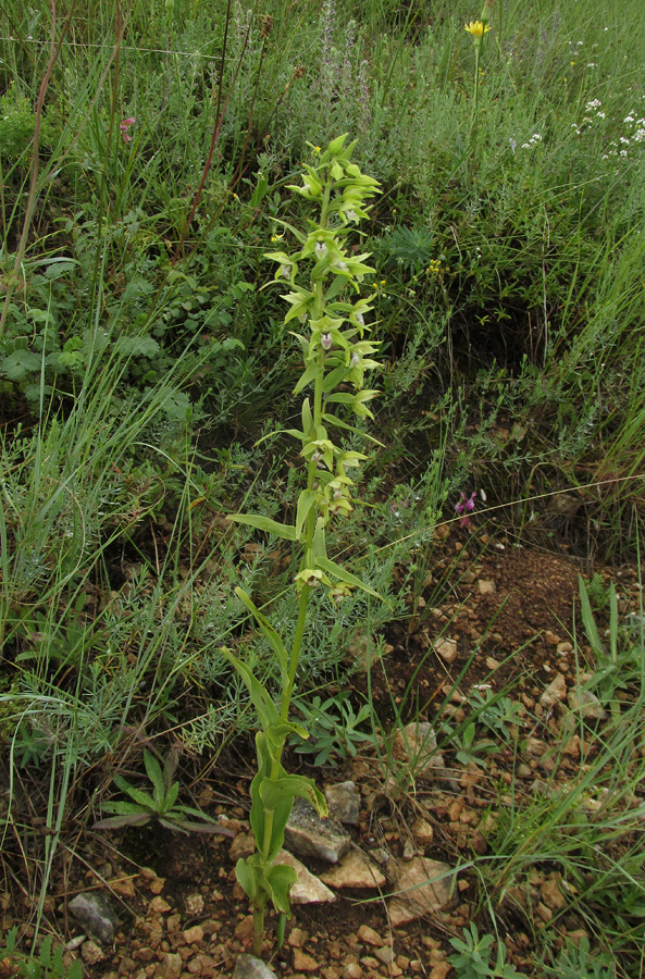 Изображение особи Epipactis persica.