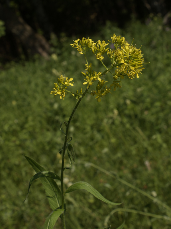 Image of Sisymbrium strictissimum specimen.