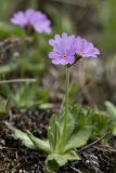 Primula algida