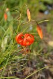 Lilium pumilum