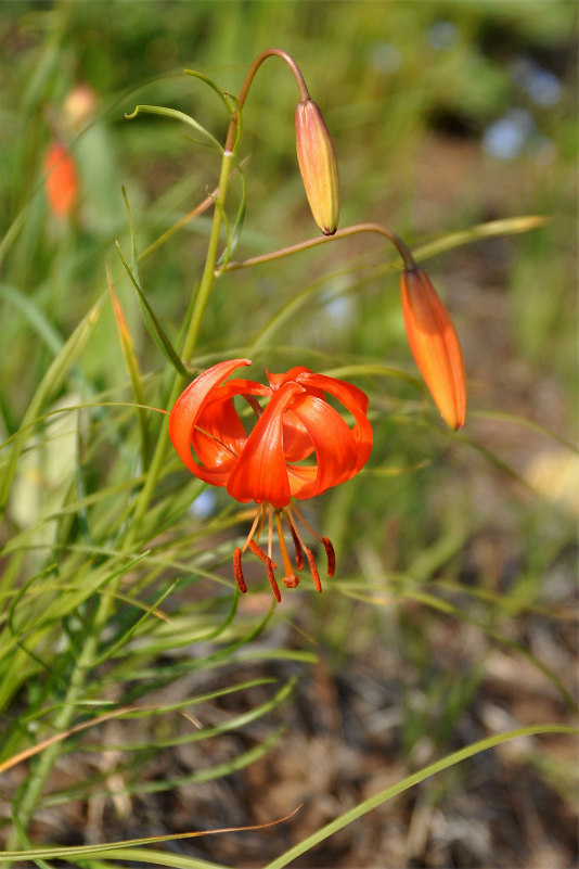 Изображение особи Lilium pumilum.