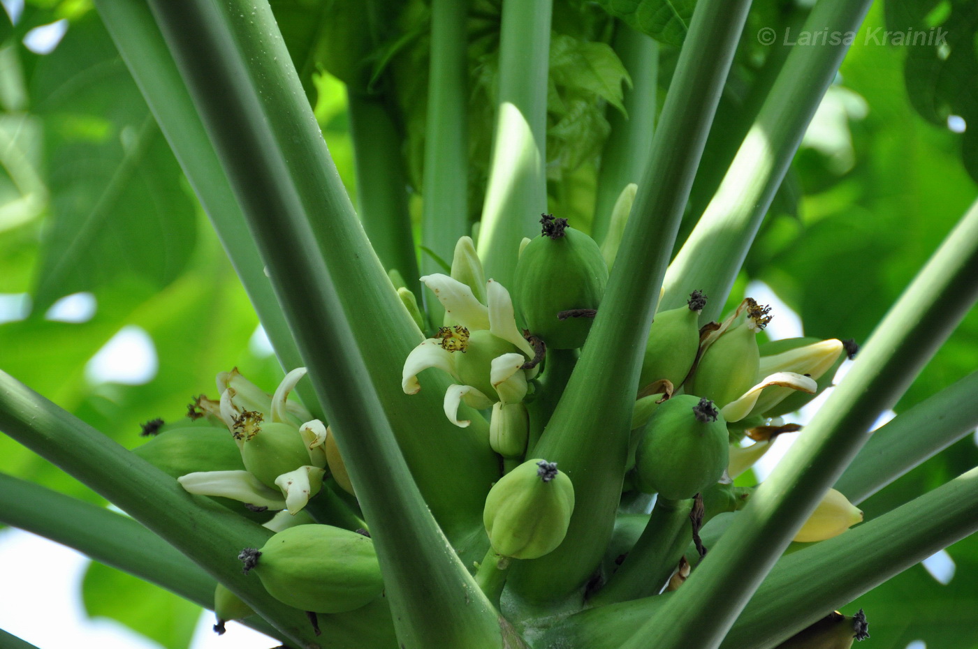 Изображение особи Carica papaya.