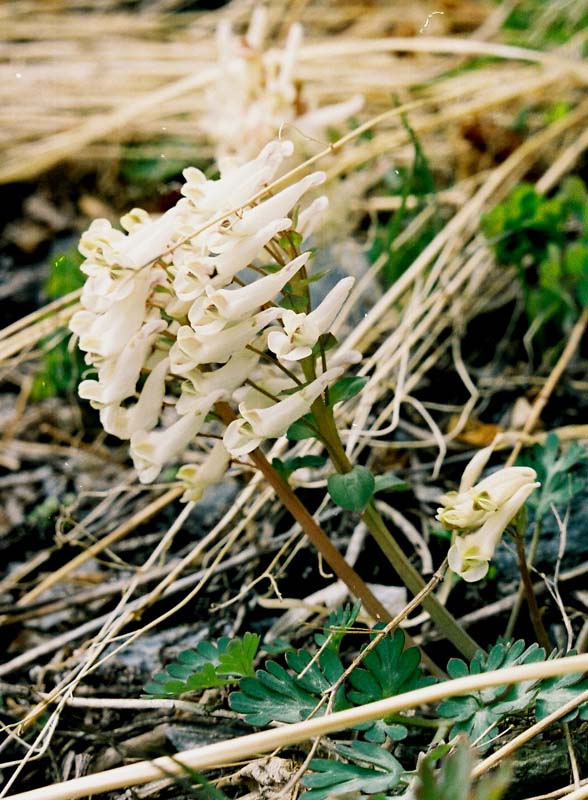 Изображение особи Corydalis magadanica.