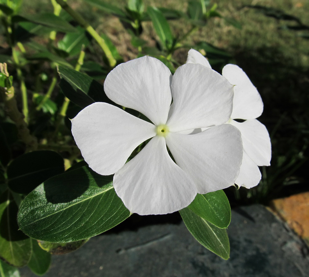 Изображение особи Catharanthus roseus.