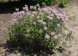 Monarda fistulosa