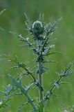 Echinops sphaerocephalus