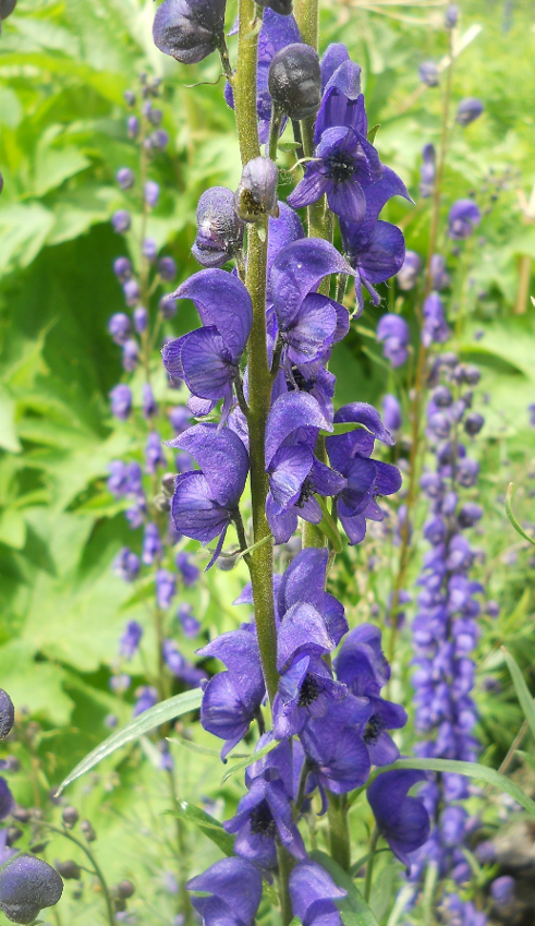 Изображение особи Aconitum baicalense.