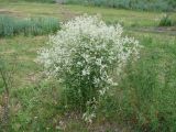 Lepidium latifolium