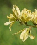Veratrum lobelianum. Цветки. Восточный Казахстан, Глубоковский р-н, окр. с. Тарханка, берег речки. 23.06.2015.