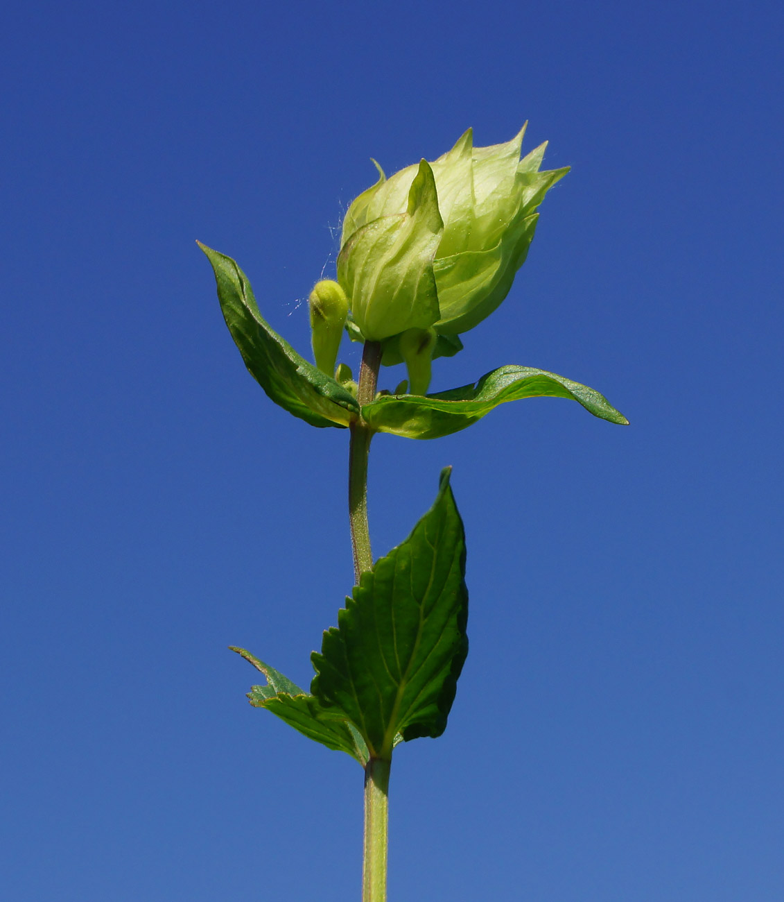 Image of Scutellaria stepposa specimen.