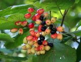 Viburnum lantana. Соплодие с созревающими и зрелыми (чёрными) плодами. Украина, Хмельницкая обл., Каменец-Подольский р-н, Национальный природный парк \"Товтры\", восточнее с. Леновка, урочище Совин Яр. 22 августа 2008 г.