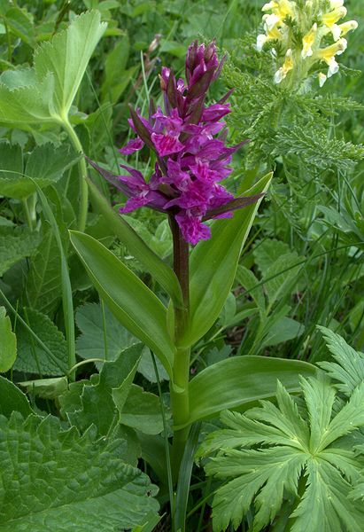 Image of Dactylorhiza euxina specimen.