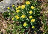 Rhodiola rosea