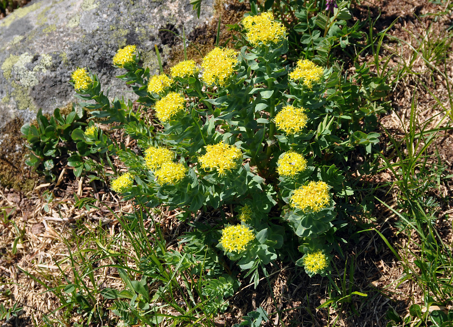 Image of Rhodiola rosea specimen.