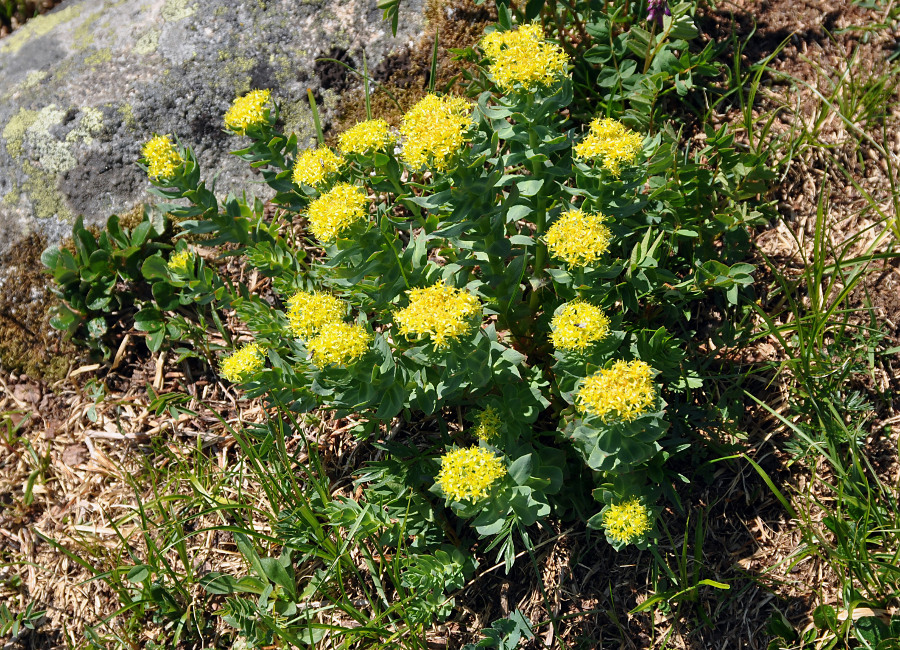 Изображение особи Rhodiola rosea.