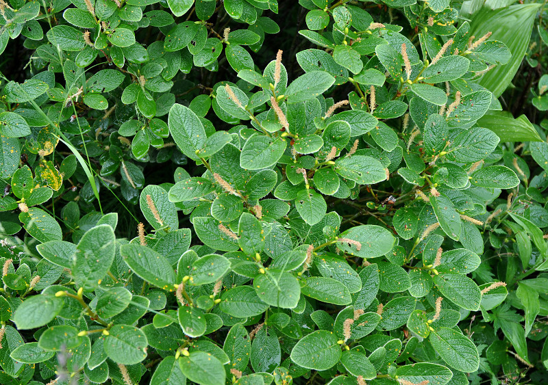 Image of Salix vestita specimen.
