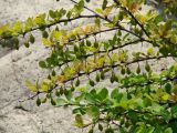 Berberis thunbergii