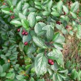 Cotoneaster lucidus. Часть побега с незрелыми плодами. Челябинская обл., окр. г. Челябинск, Золотая горка, берёзовый лес. 21.08.2015.