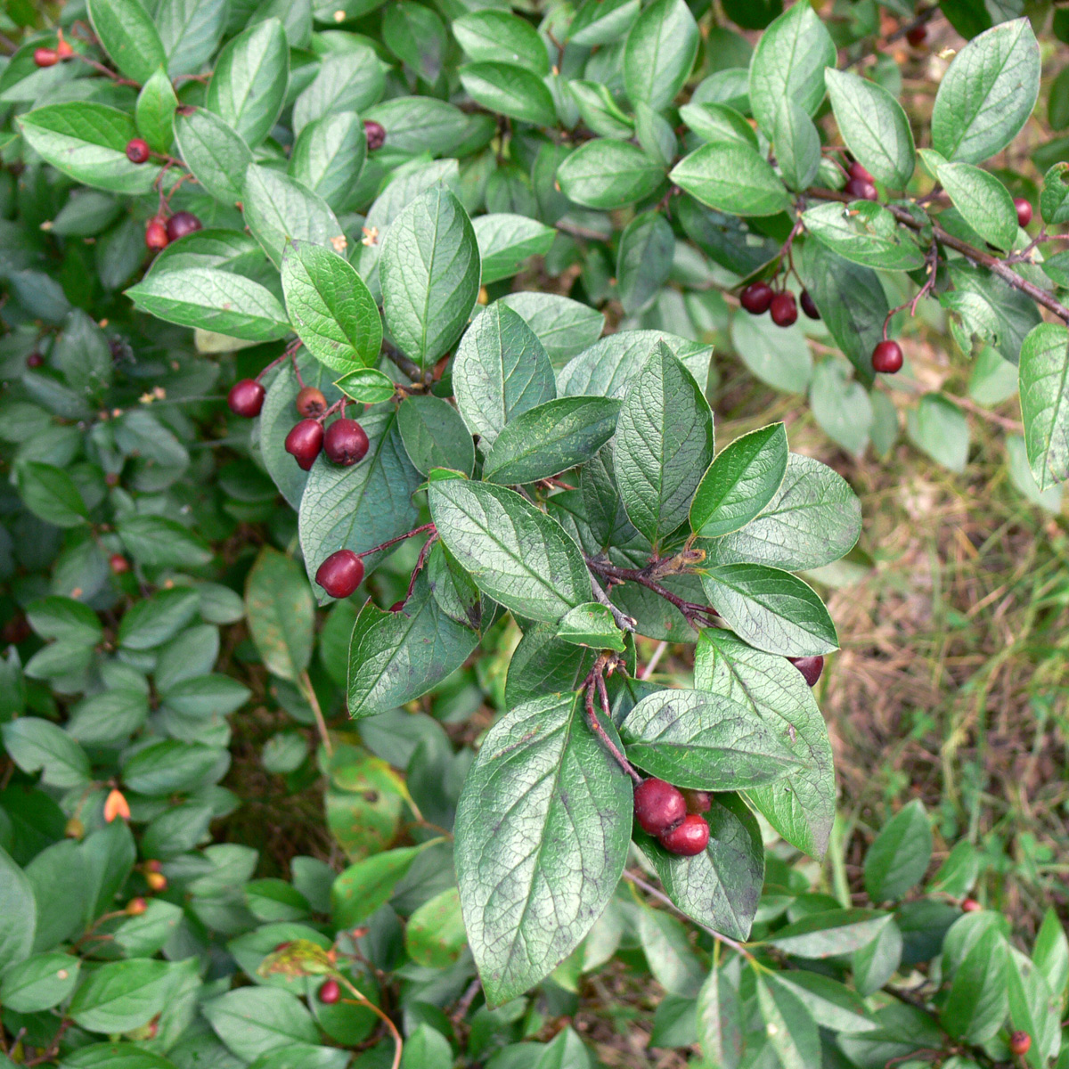 Image of Cotoneaster lucidus specimen.