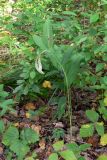 Polygonatum odoratum. Плодоносящее растение. Челябинская обл., окр. г. Челябинск, Золотая горка, берёзовый лес. 21.08.2015.