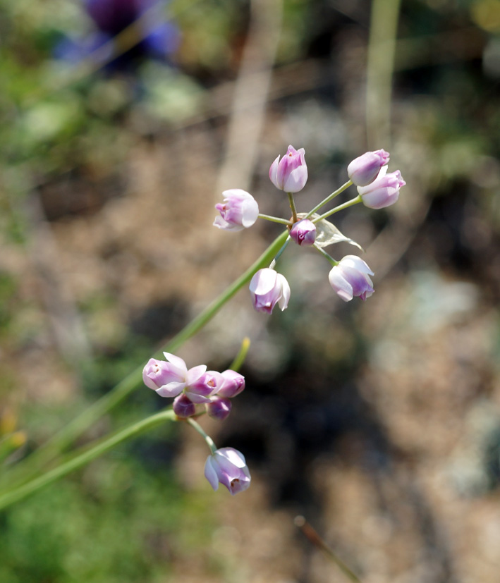 Image of Allium tenuissimum specimen.