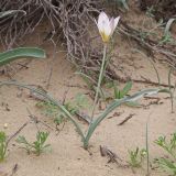 Tulipa sogdiana