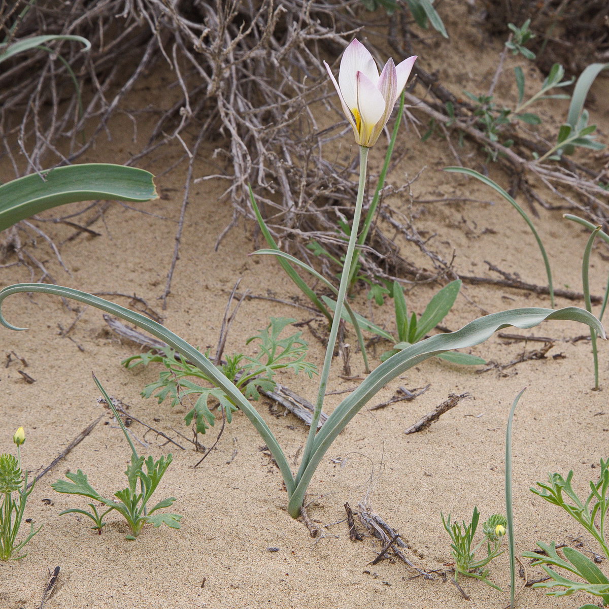 Image of Tulipa sogdiana specimen.