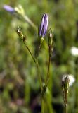 Campanula patula