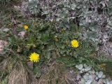 Taraxacum erythrospermum