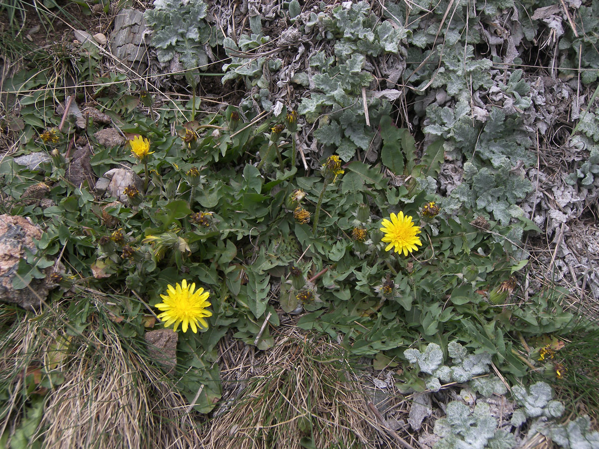 Изображение особи Taraxacum erythrospermum.