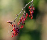 Berberis vulgaris f. atropurpurea