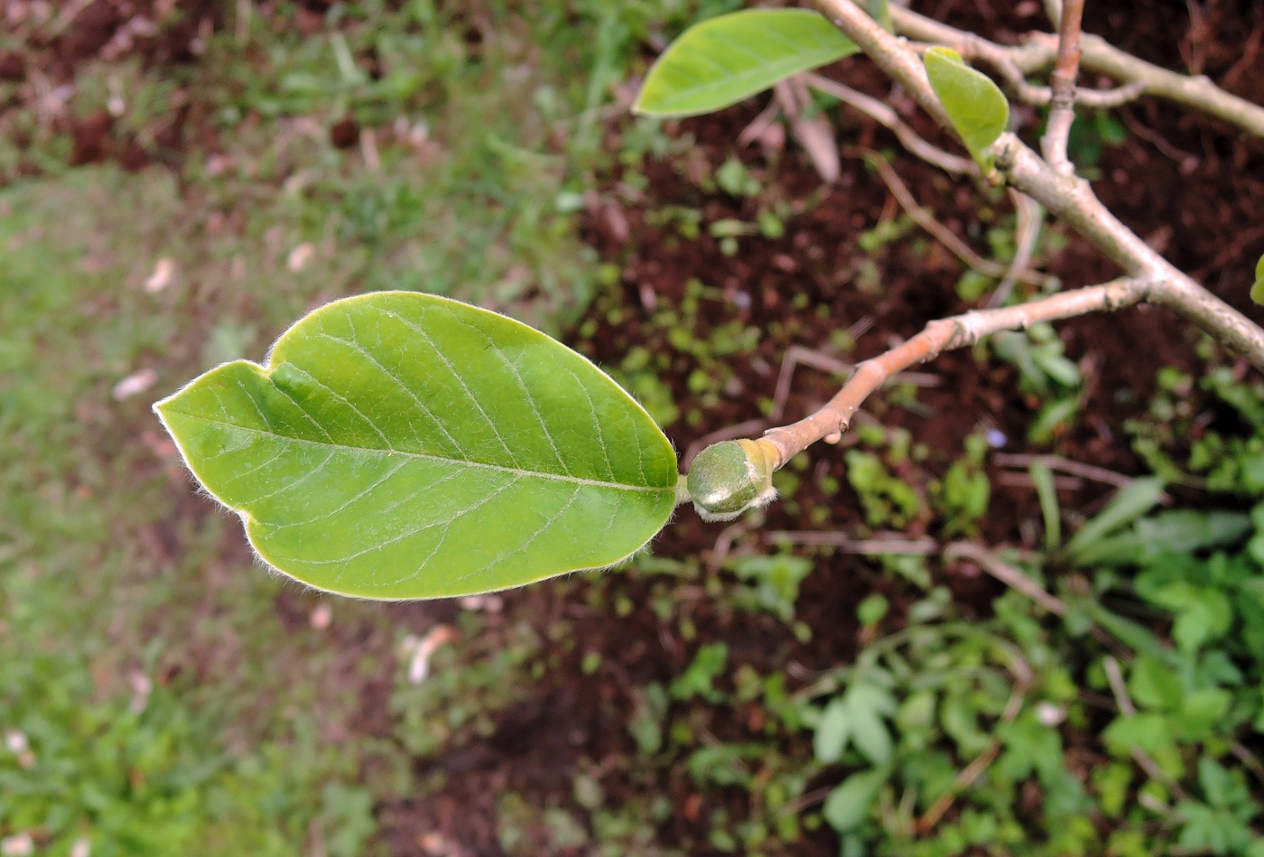 Изображение особи Magnolia sieboldii.