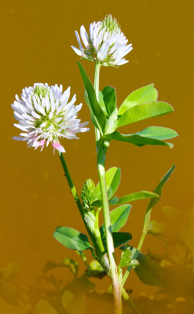 Image of Trifolium ambiguum specimen.