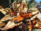 Strelitzia reginae