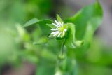 Stellaria media