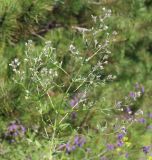 Nepeta parviflora. Верхушка побега с цветками. Ростовская обл., Неклиновский р-н, Большенеклиновское с/п, \"Миусский склон\" в дол. р. Миус, верхняя часть склона. 03.06.2016.