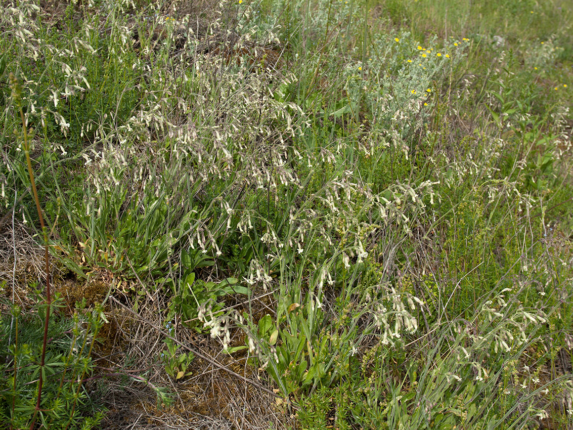 Image of Silene nutans specimen.